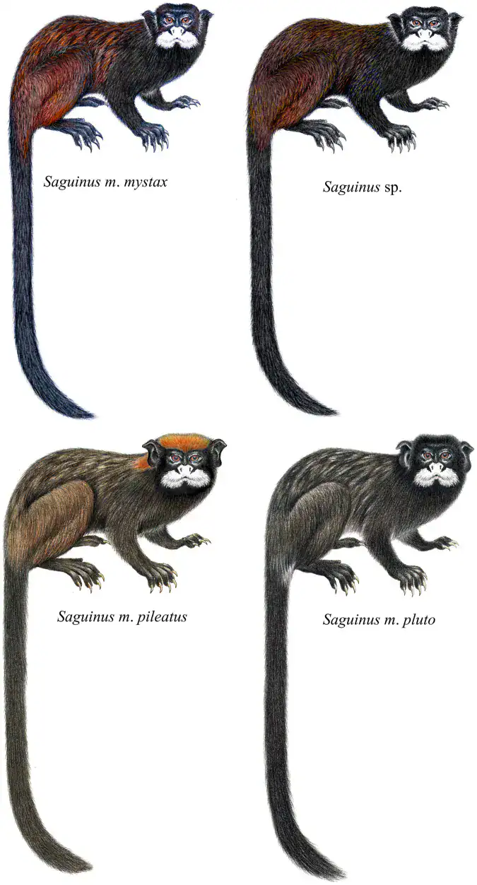 Plate comparing the coat color patterns of four mustached tamarins, including Kulinas' mustached tamarin
