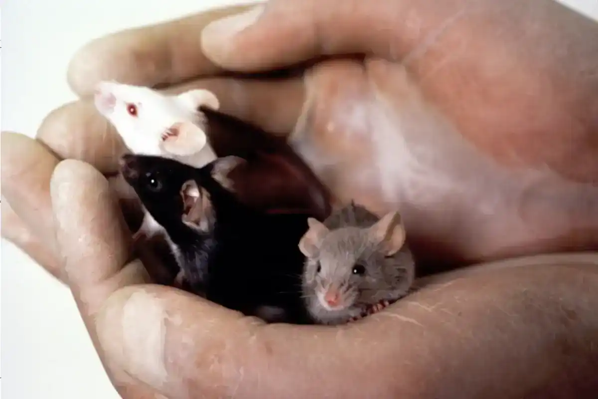 Technician's cupped hands holding three laboratory mice: one white, one black, and one gray