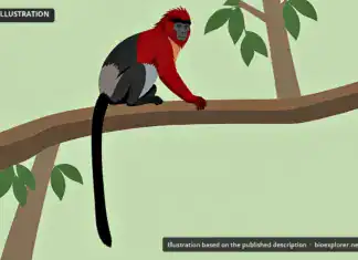 Lang’s Red Colobus