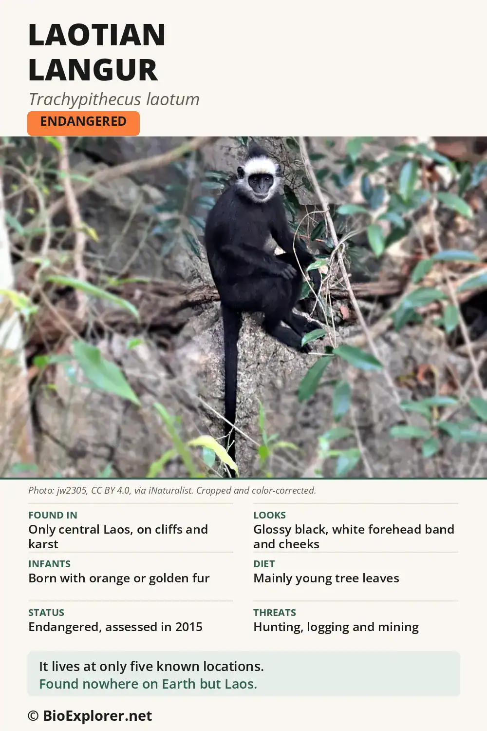 Infographic on the Laotian langur: an Endangered black langur with a white brow, found only on cliffs in central Laos