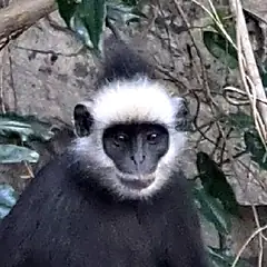 Face of a Laotian langur with dark skin, a white brow band and white cheeks Face of a Laotian langur with dark skin, a white brow band and white cheeks