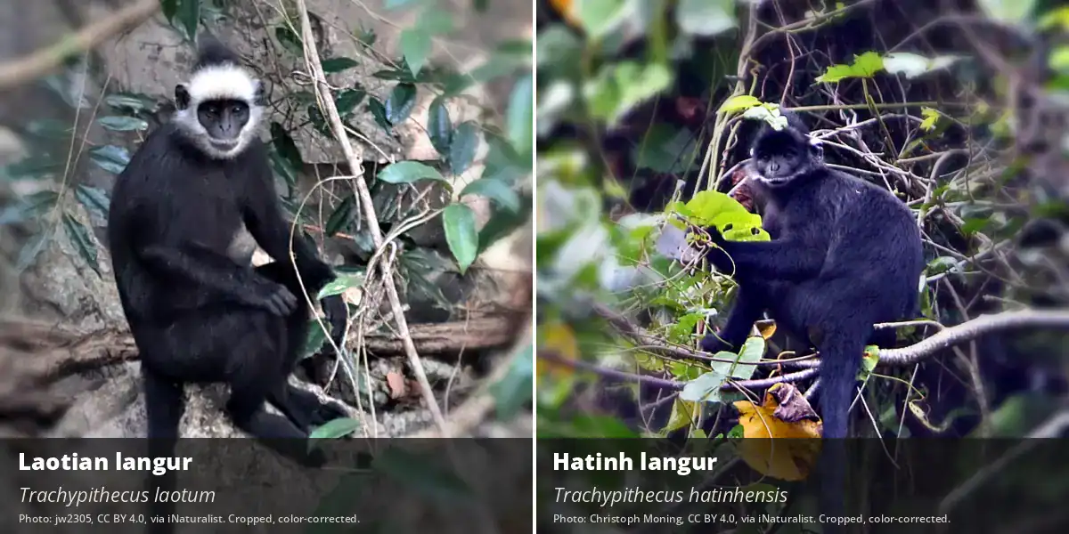 Laotian Langur Side-by-side photos of a Laotian langur with a white forehead band and a black Hatinh langur with a thin white cheek stripe
