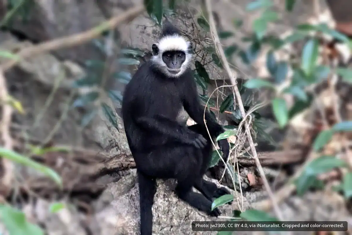 Laotian Langur Laotian langur with a black body and a white forehead band, sitting on limestone rock in Laos