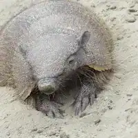 Large hairy armadillo with long, sparse hair on its shell, resting on sand in Argentina