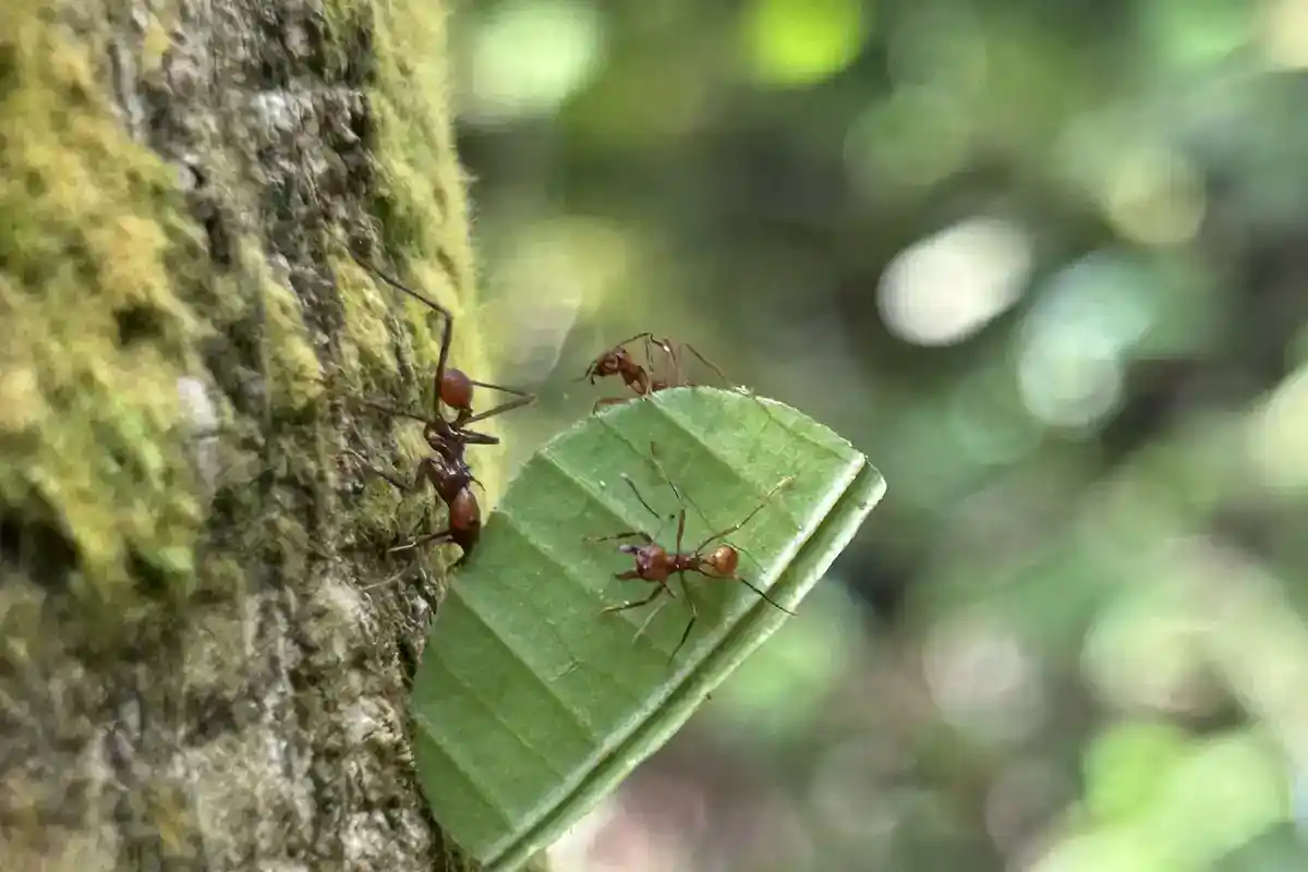 Leafcutter ants (Atta cephalotes) carrying leaf fragments to the fungus garden Leafcutter ants carrying a cut leaf fragment along a trunk