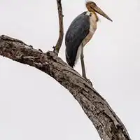 Lesser adjutant with bare yellowish head and heavy bill perched in a tree in Kanha National Park, India