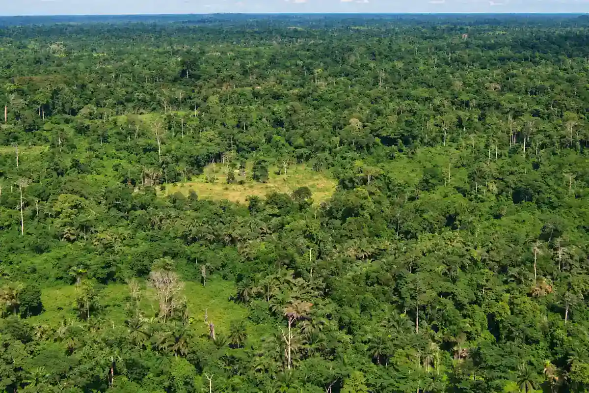 Aerial view of a broad expanse of tropical forest in Liberia