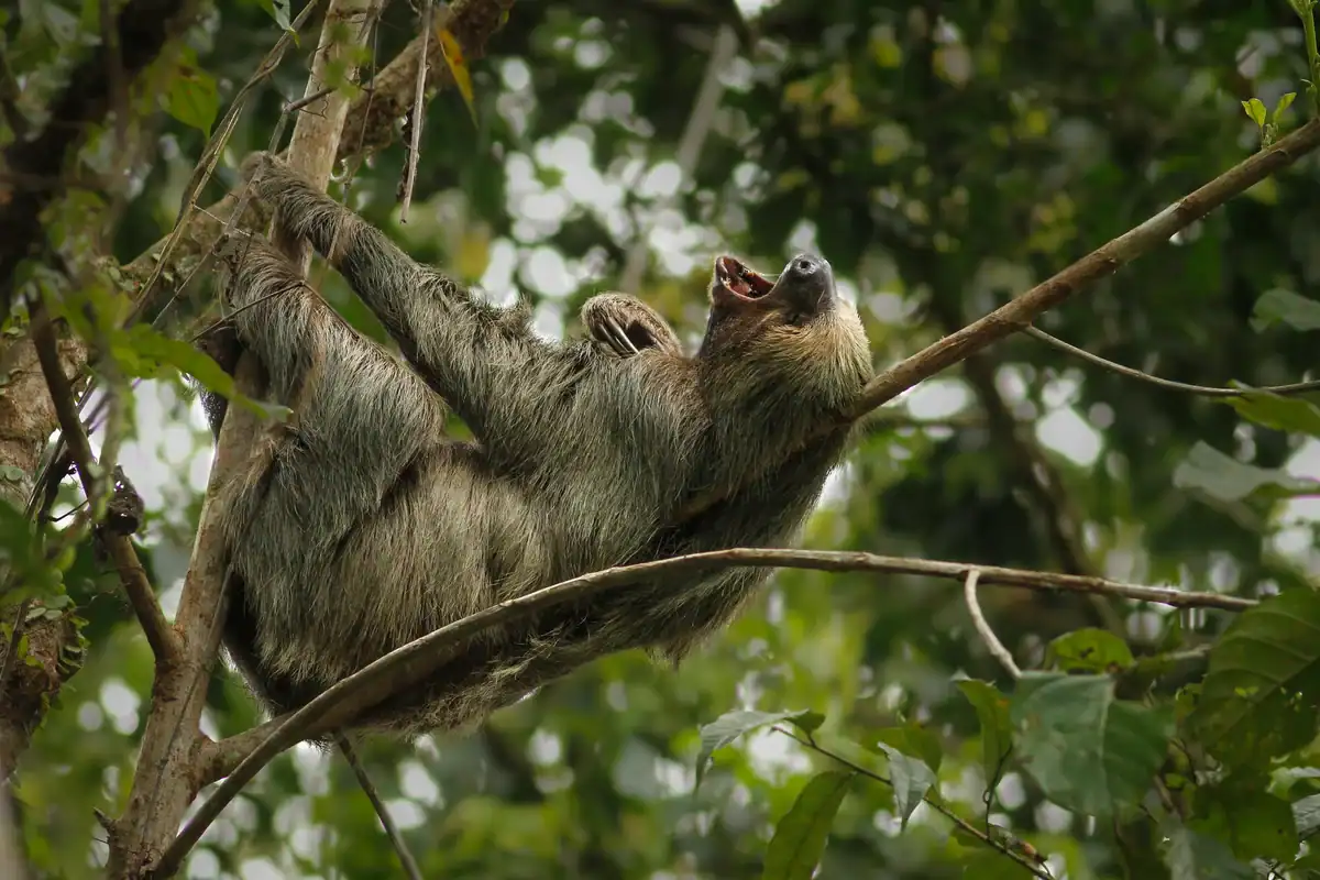 Linnaeus's two-toed sloth hanging upside down showing its two long front claws and pig-like snout