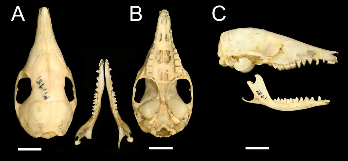 Little Brown Bandicoot holotype skull and jaw, SAMA M1981 Three views of a small bandicoot skull and lower jaw on a black background, with scale bars