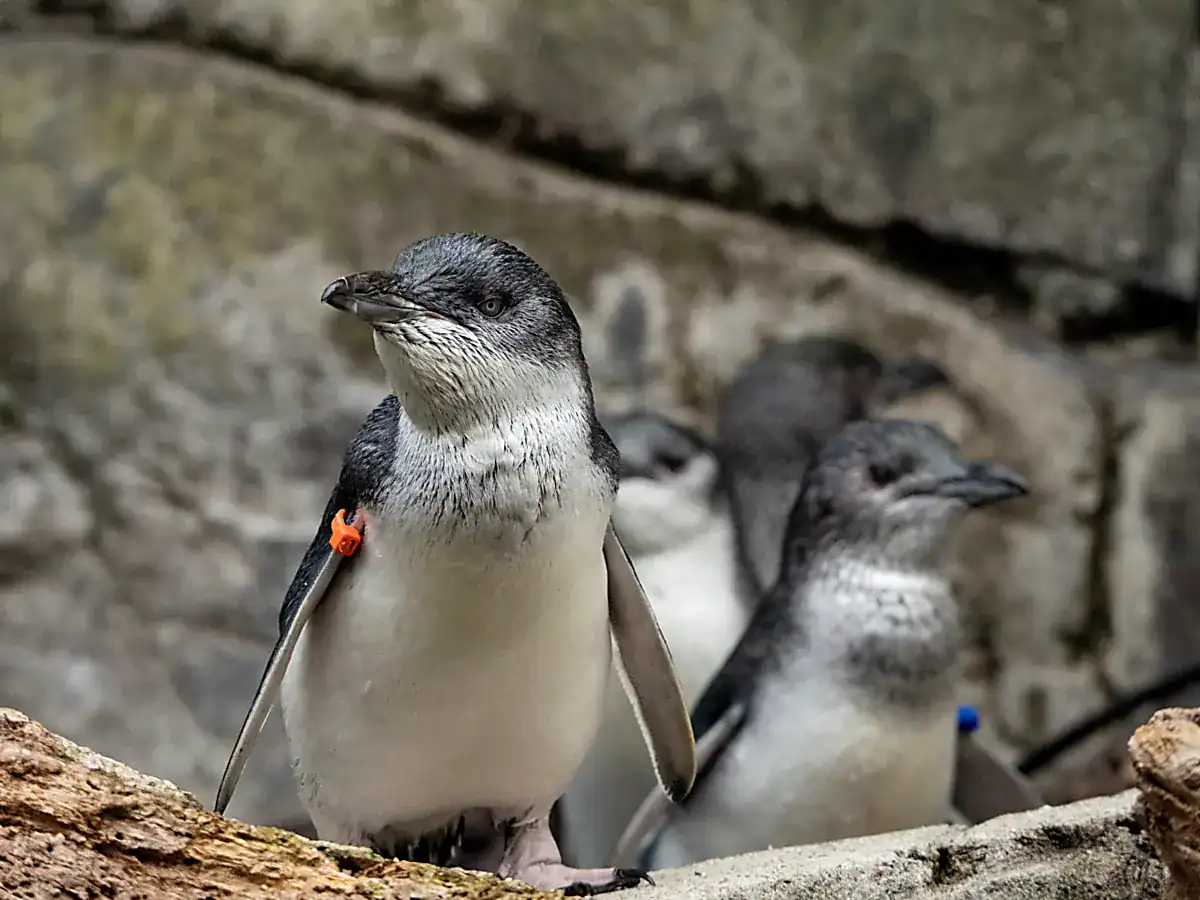Little Penguins with slate-blue backs and white chests standing together at Auckland Zoo