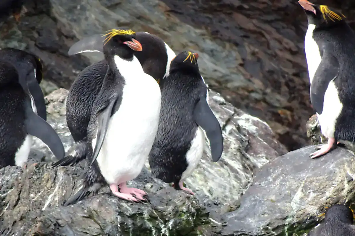 Macaroni Penguins with orange crests standing on wet rocks at South Georgia