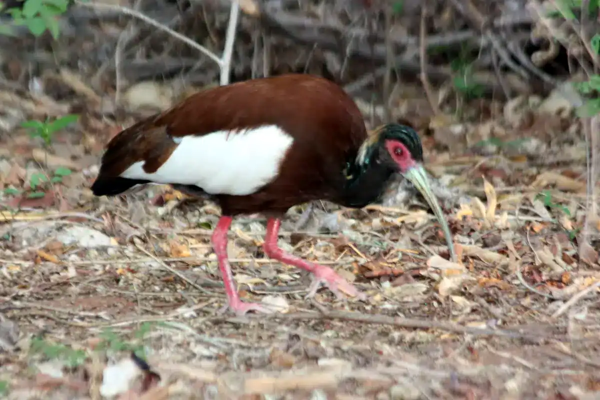Madagascar Ibis probing leaf litter at Anjajavy showing its creamy crest and white wing patch