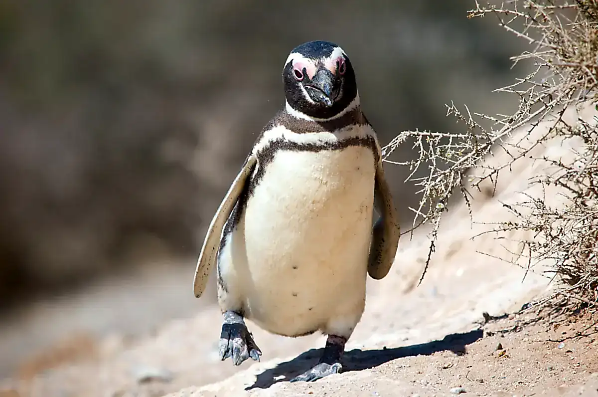 A Magellanic Penguin with two black chest bands walking on sand at Valdes Peninsula, Argentina