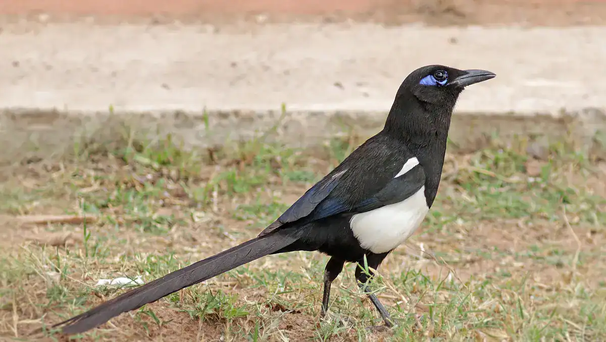 Maghreb Magpie in Morocco with the patch of blue bare skin behind its eye