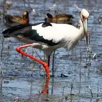 Maguari stork with white body, black wings and red legs wading in a marsh in Buenos Aires province, Argentina