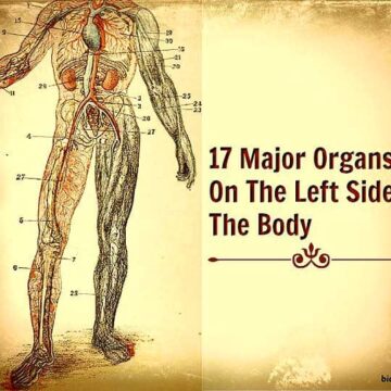 Organs on the left side of the body
