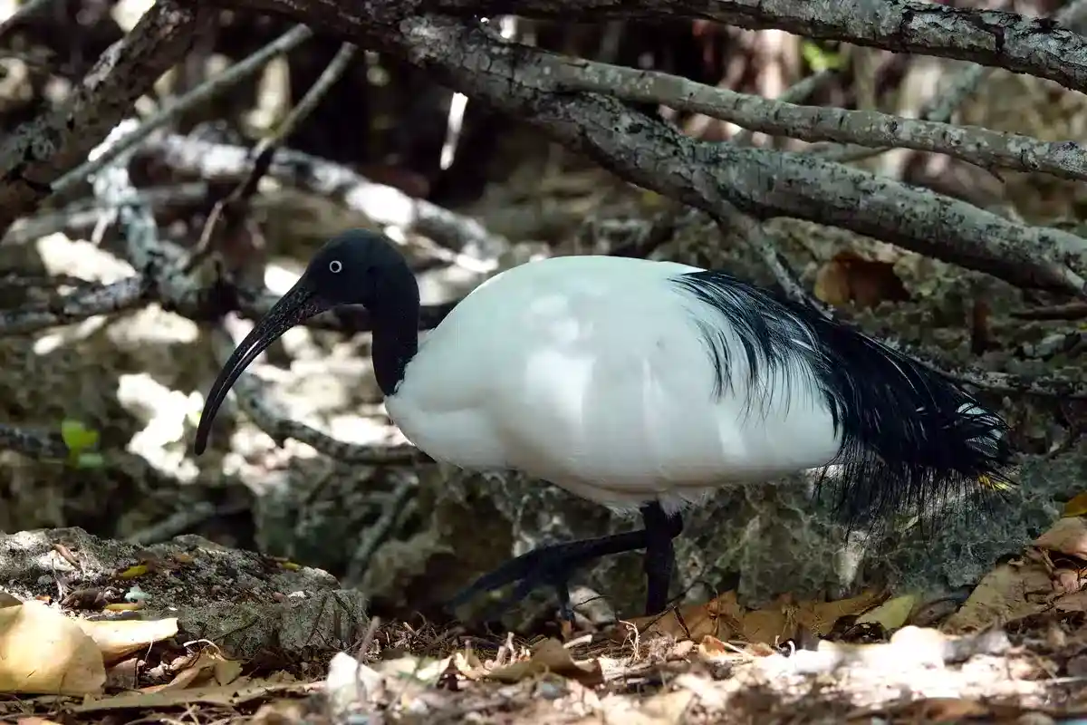 Malagasy Sacred Ibis on a coastal shore in western Madagascar showing its white body and black head