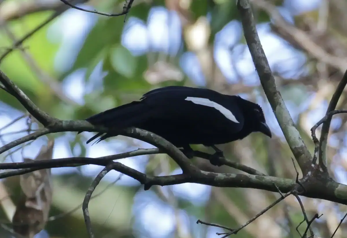 Malayan Black Magpie on a branch in Thailand showing the white stripe on its wing