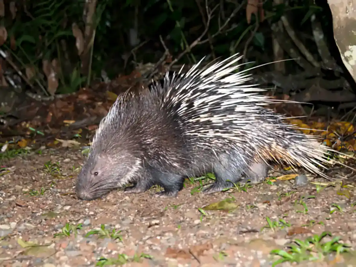 Malayan Porcupine walking at night in Khao Yai National Park, Thailand, showing long white-tipped quills