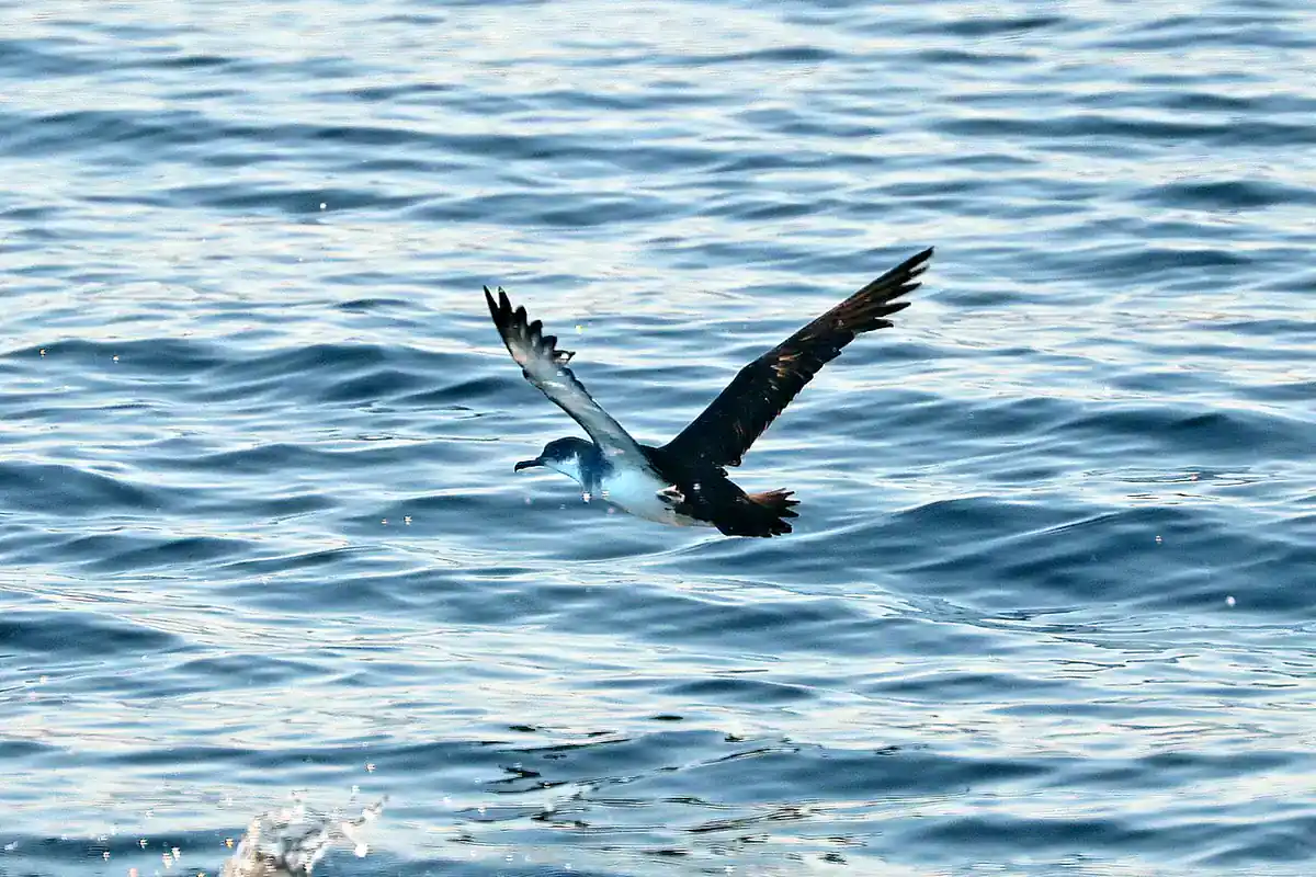 Manx shearwater flying low over the sea with wings raised