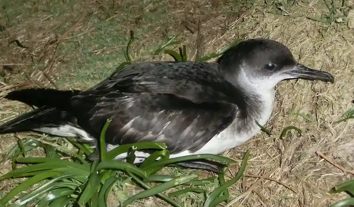 Manx shearwater resting on the ground at its breeding colony on Skomer Island at dusk