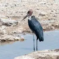 Marabou stork with bare head, dark cloak-like wings and pink throat pouch at a waterhole in Namibia