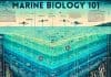 marine biology 101