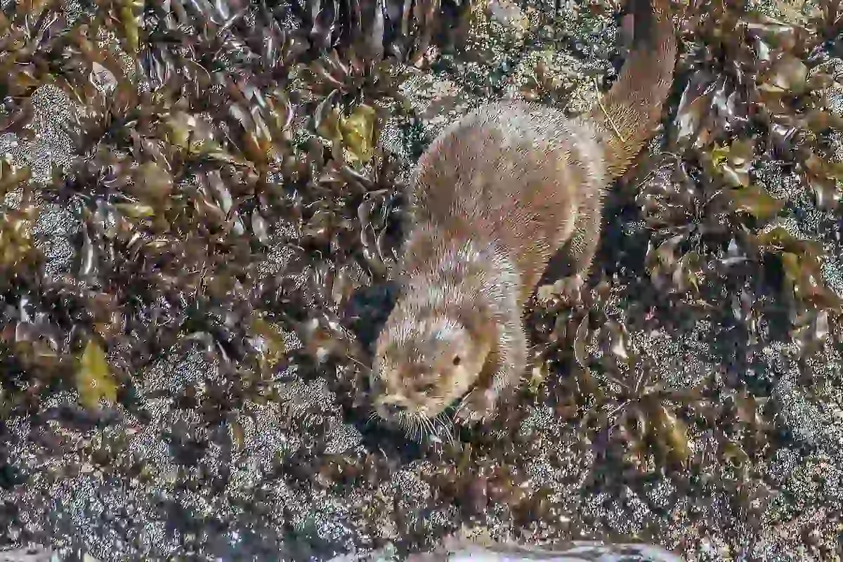 Marine otter on a kelp-covered rock on the Pacific coast of Chiloe, Chile