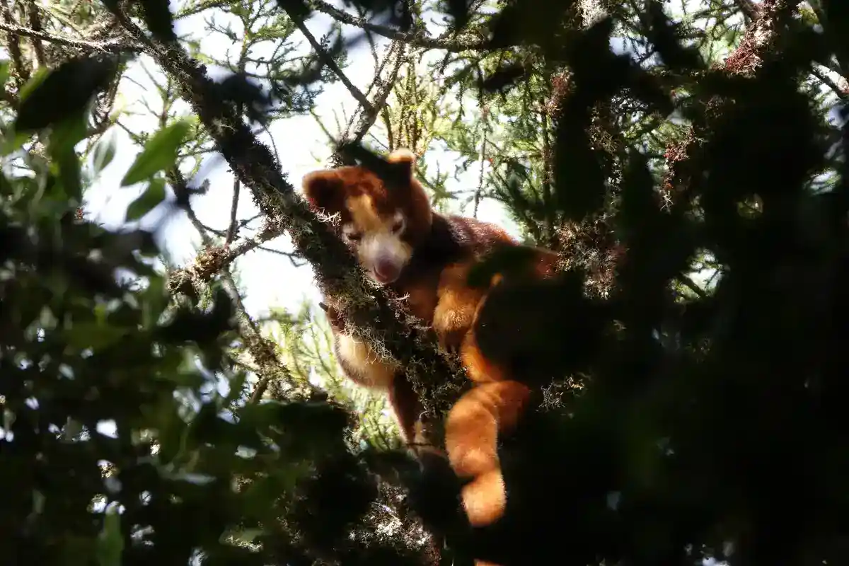 Matschie's tree kangaroo (Dendrolagus matschiei) of Papua New Guinea Matschie's tree kangaroo in a montane forest tree