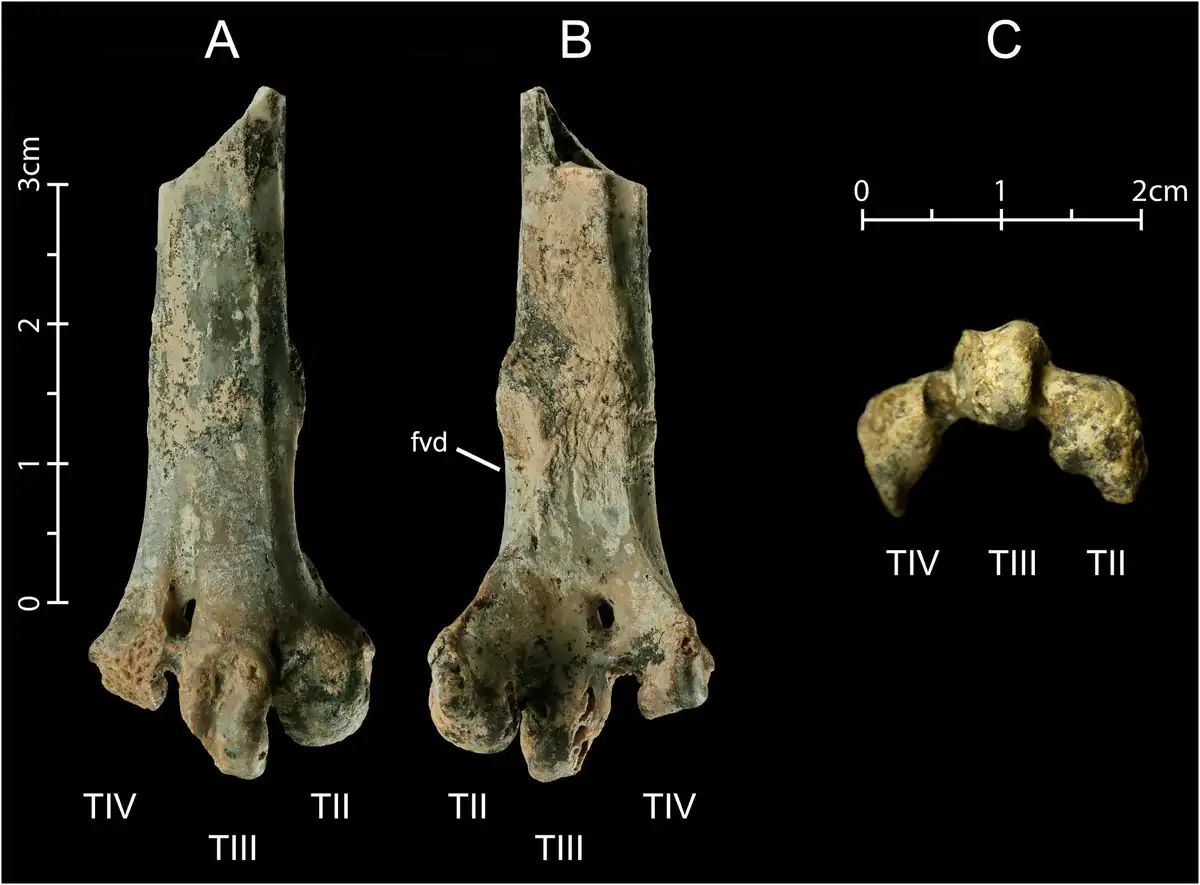 Three views of a fossil bird foot bone on a black background, with centimeter scale bars and labels for the three toe joints