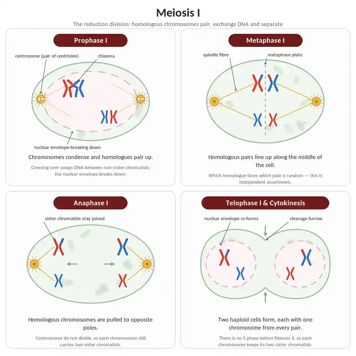 Diagram of the four stages of meiosis I -  prophase I, metaphase I, anaphase I and telophase I with cytokinesis, showing homologous chromosomes pairing, crossing over and separating.