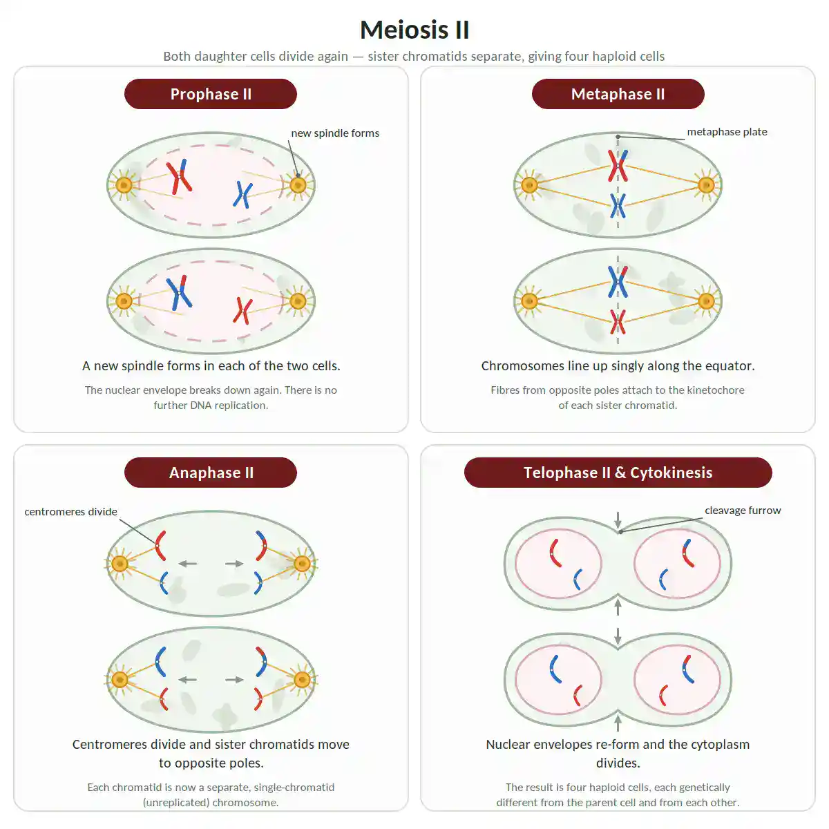 Diagram of the four stages of meiosis II, prophase II, metaphase II, anaphase II and telophase II with cytokinesis, showing sister chromatids separating to form four haploid cells.