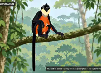 Mentawai Langur