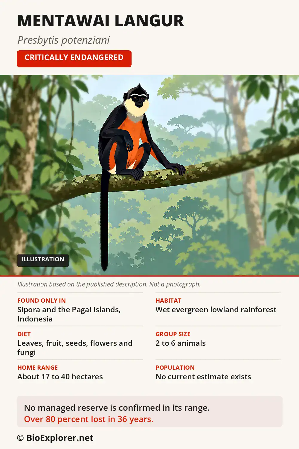 Infographic on the Mentawai langur: range on Sipora and the Pagai Islands, rainforest habitat, diet, group size and Critically Endangered status