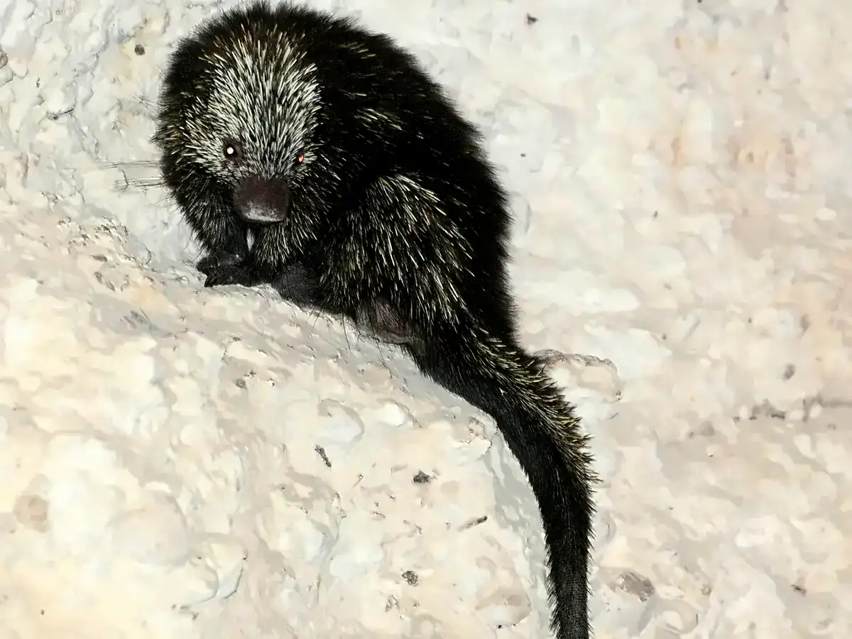 Mexican Hairy Porcupine on a cave wall in Yucatán, showing long black fur, yellow quill bases and a long prehensile tail