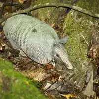 Mexican long-nosed armadillo, the armadillo of the United States, walking on a mossy log