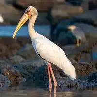 Milky stork with creamy white plumage and yellow bill wading in shallow water in Java, Indonesia