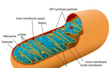 mitochondria functions