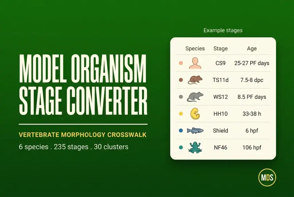 Model organism development stage converter graphic comparing human, mouse, rat, chick, zebrafish, and Xenopus stage codes with reference ages.