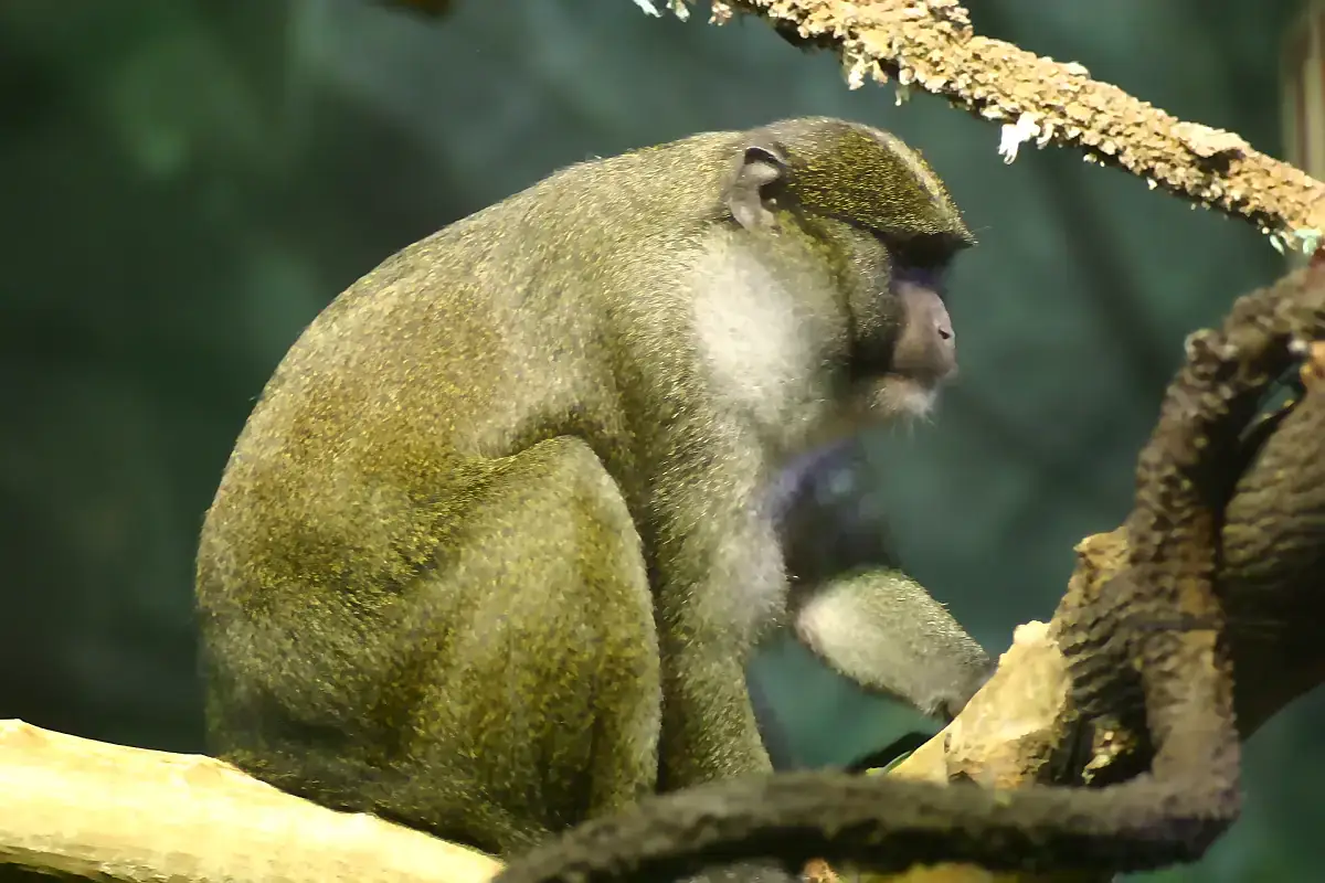 Allen's swamp monkey sitting on a branch, showing the olive green coat suited to Congo Basin swamp forest