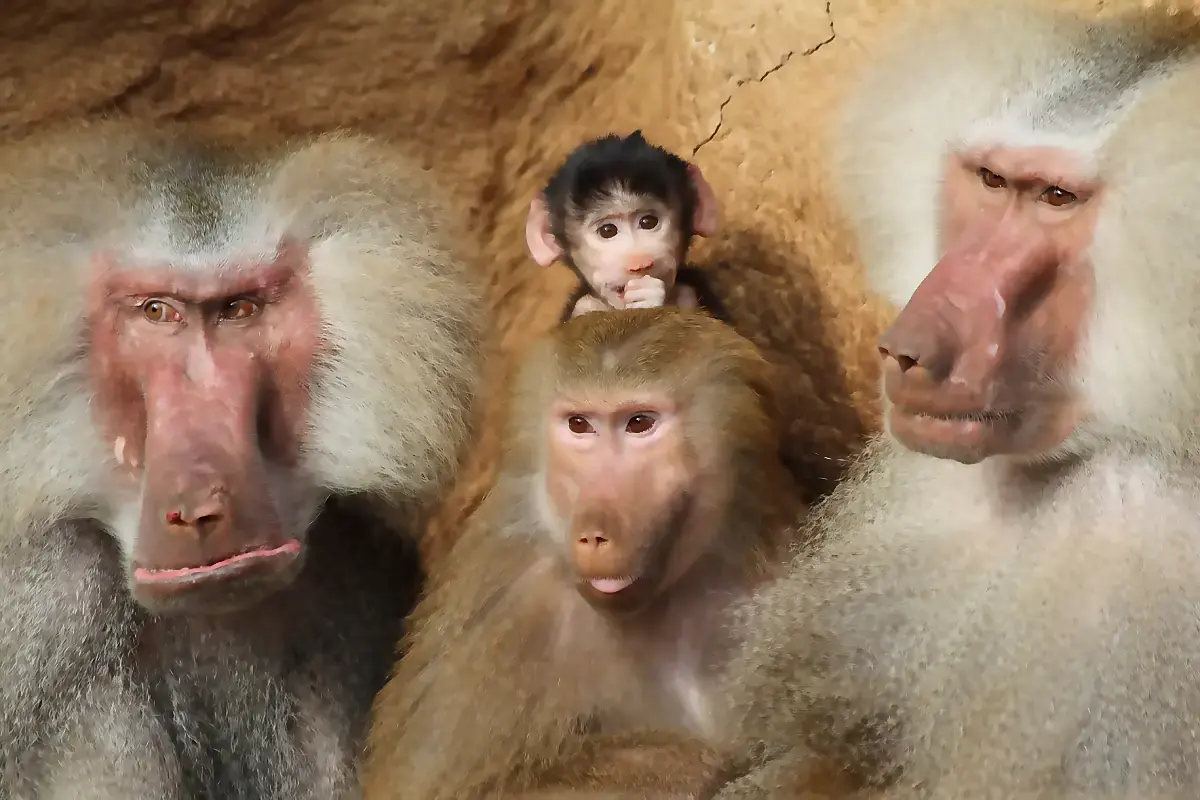 Hamadryas baboons clustered together with an infant, showing the pink faces and silver mane of adult males