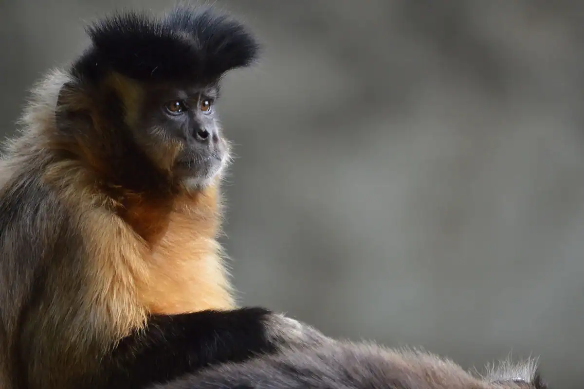 Tufted capuchin in profile, showing the dark crest of head hair that gives the tufted capuchins their name