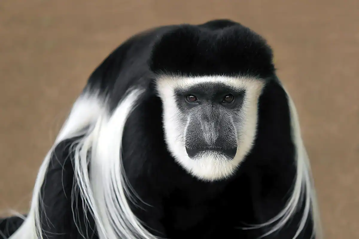 Mantled guereza portrait, the white facial ring and long white mantle set against black fur