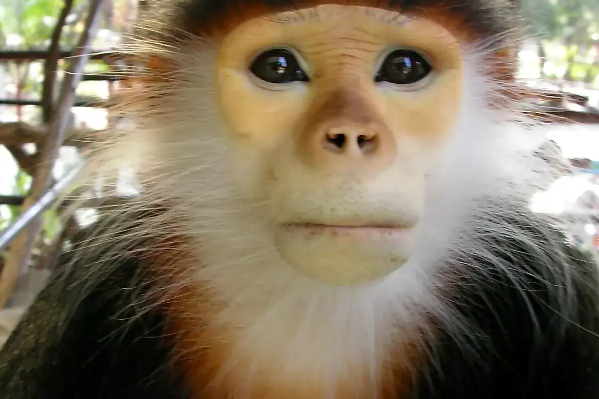 Red-shanked douc portrait, showing the golden face, white ruff and dark brow band