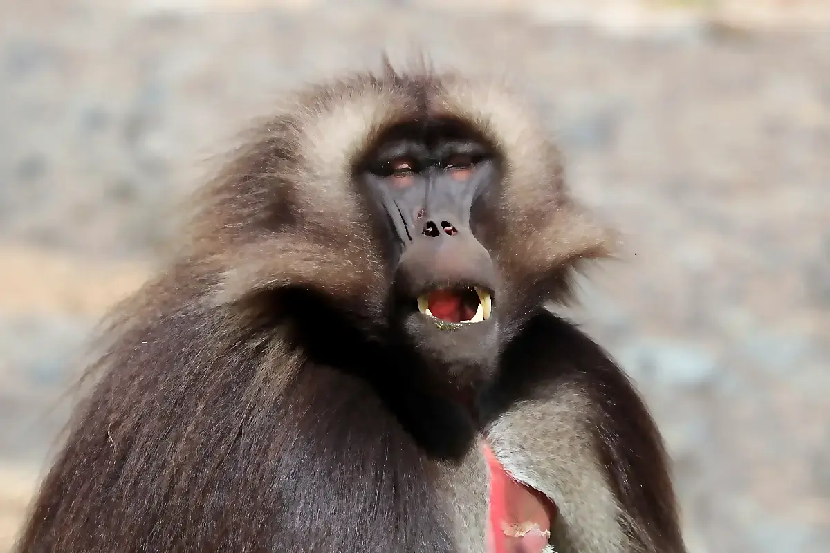 Male gelada yawning, showing its long canines, heavy mane and the bare red patch on its chest