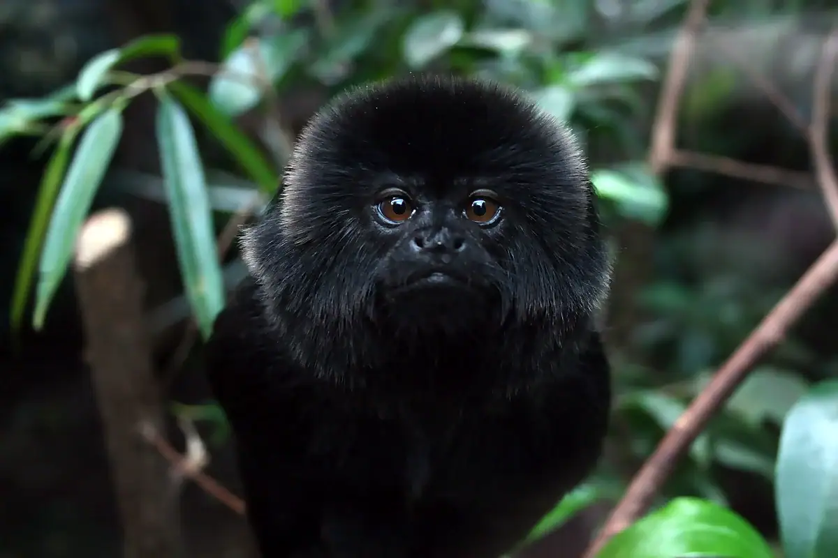 Goeldi's monkey perched in rainforest foliage, showing its shaggy black coat and neck mane