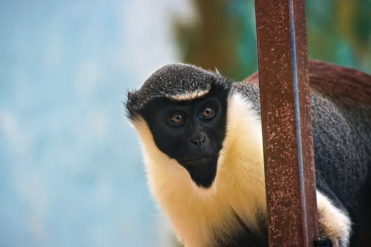 Diana monkey seated on a perch, showing the white brow band and white throat that mark this guenon