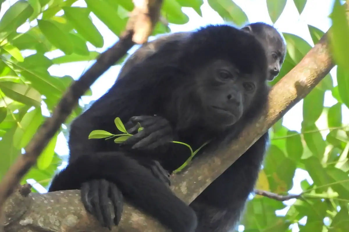 Mantled howler monkey resting on a branch among green leaves, holding a leaf in one hand