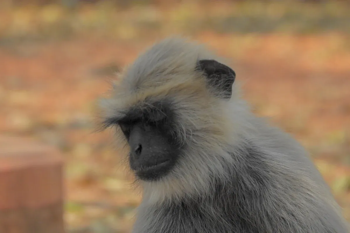 Northern plains gray langur in profile, showing the black face and silver gray coat of the largest monkey group
