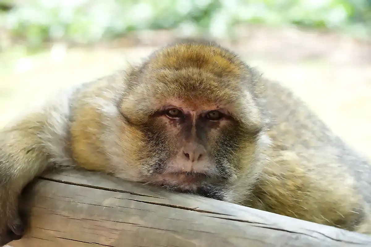 Barbary macaque resting on a wooden beam, the only macaque that lives outside Asia